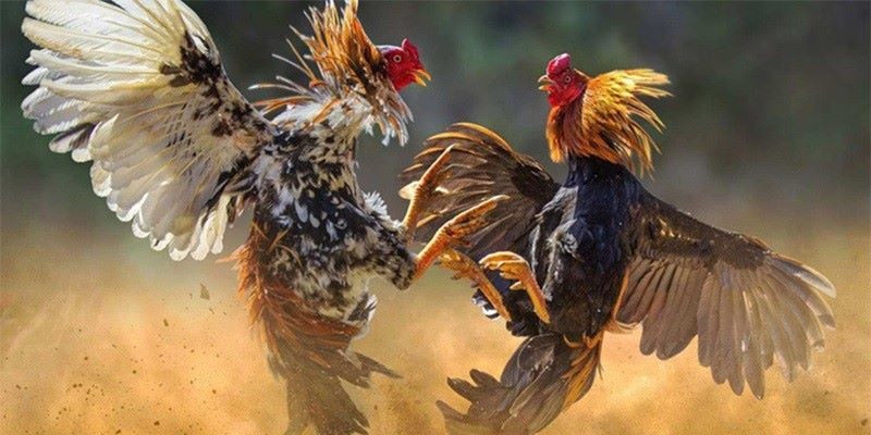 Chuyên nghiệp, công bằng, đặc sắc là những gì được nói về giải đấu này