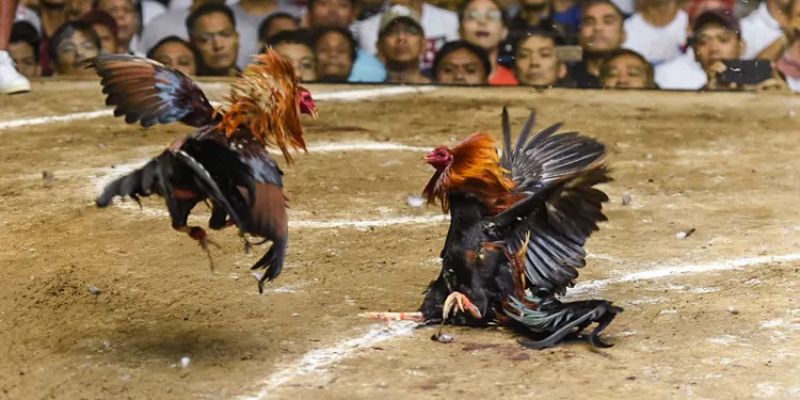 Đá gà ăn tiền tại NEW88 rất ấn tượng