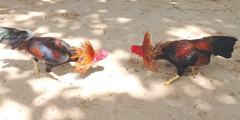 Có rất nhiều hình thức đá gà ăn tiền khác nhau