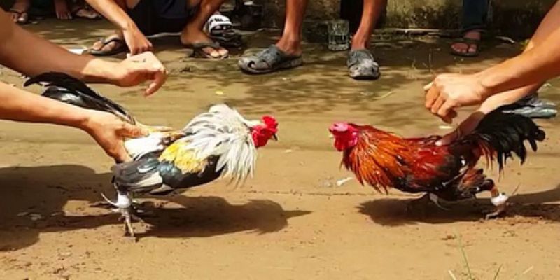 Đá gà ăn tiền luôn được đánh giá cao