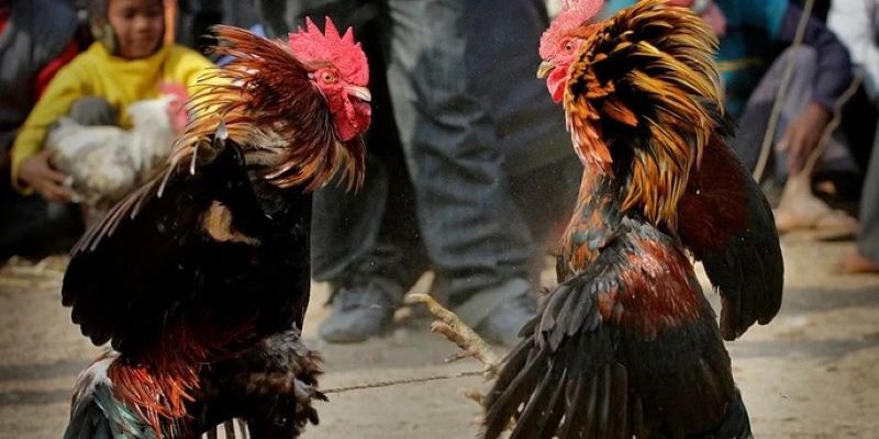 Đá gà trực tiếp c1 là cơ hội kiếm tiền cực hấp dẫn cho các kê thủ