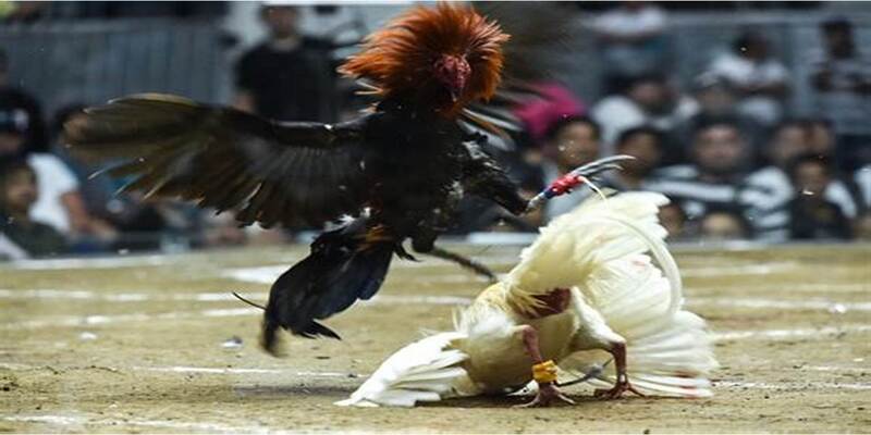 Mẹo chơi luôn thắng dành cho bet thủ khi tham gia giải đấu C2 trực tiếp