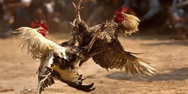 Thông tin dành cho khách hàng về đá gà trực tiếp C2 có tại thương hiệu New88