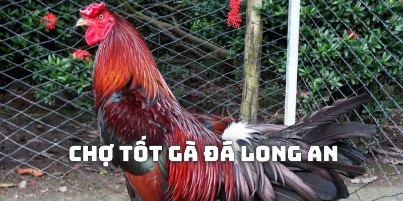 Giới thiệu về kênh bán gà đá chợ tốt Long An