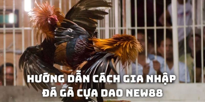 Hướng dẫn cách gia nhập sảnh cược chọi kê tại địa chỉ NEW88
