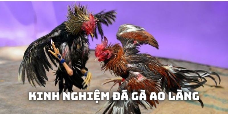 Bật mí kinh nghiệm đá gà ao làng từ các cao thủ trong ngành