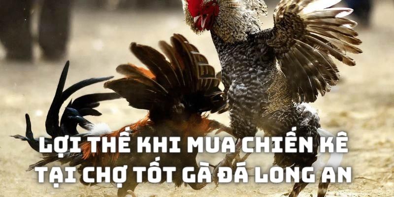 Lợi thế khi tìm kiếm chiến kê qua kênh chợ tốt Long An