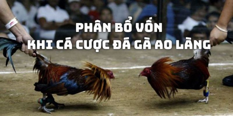 Người chơi cần phân bổ mức vốn tham gia đặt cược