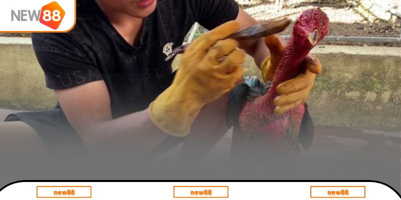 Cách chăm gà đá bằng kỹ thuật om bóp