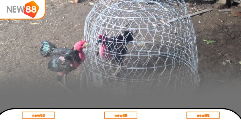 Cách chăm gà đá theo thời gian luyện tập