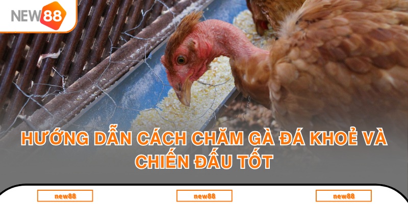 Cách chăm gà đá